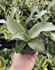 Bird's Nest Snake Plant - Live Plant - Assorted Varieties