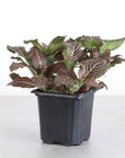 Pink Fittonia Nerve Plant - Live Plant