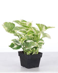 Pearls and Jade Pothos - Live Plant