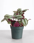 Tradescantia Zebrina - Live Plant