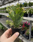 Spring Easter Cactus - Live Plant - Assorted Color