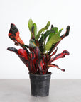 Mammy Croton - Live Plant