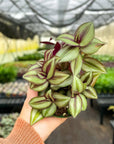 Tradescantia Zebrina - Live Plant