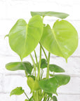 Monstera Deliciosa - Live Plant