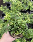 Lipstick Japhrolepis Plant - 4" Live Plant