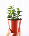 Goldfish Plant - Live Plant