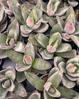 Garnet Lotus Crassula - 2" Live Plant
