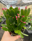 Spring Easter Cactus - Live Plant - Assorted Color