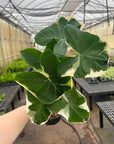 Alocasia Mickey Mouse - Live Plant