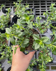 Goldfish Plant - Live Plant