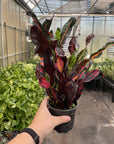 Mammy Croton - Live Plant