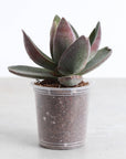 Garnet Lotus Crassula - 2" Live Plant