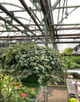 Pilea Aquamarine Plant - 6" Live Plant
