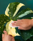 Plant Cleansing Wipes | Palm | Neem Oil Infused