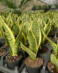 Snake 'Laurentii', Variegated Snake Plant - Live Plant