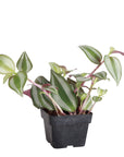 Tradescantia Zebrina - Live Plant