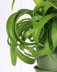 Curly Spider Plant - Hanging - 6" Live Plant