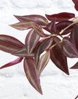 Tradescantia Zebrina - Live Plant