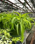 Curly Spider Plant - Hanging - 6" Live Plant