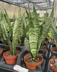 Snake 'Zeylancia', Snake Plant - Live Plant