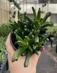 Ogre Ears Jade Plant - Live Plant