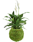 Kokedama Pot for Houseplants