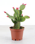Spring Easter Cactus - Live Plant - Assorted Color