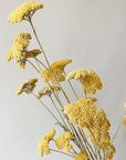 Dried Yellow Yarrow