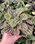 Peperomia Pobo Lavender - 4" Live Plant