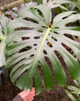 Monstera Deliciosa - Live Plant