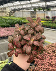 Pink Fittonia Nerve Plant - Live Plant