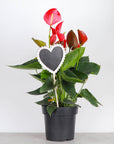 Chalkboard Heart Plant Stake - Mother's Day