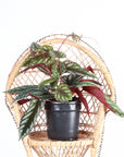 Cissus Discolor - Rex Begonia Vine - Live Plant: 4" Pot