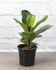 Fiddle Leaf Fig Plant - Live Plant
