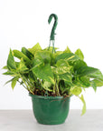 Pothos Hanging Basket - 8" Live Plant