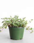 Silver Baby Tears, Pilea Glauca - 4" Live Plant