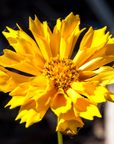 Coreopsis Tickseed - 3" Flowering Live Plant - Perennial