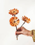 Natural Protea Rosettes