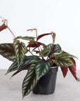 Cissus Discolor - Rex Begonia Vine - Live Plant: 4" Pot