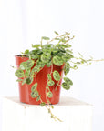 String of Turtles - Live Plant