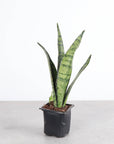 Snake 'Zeylancia', Snake Plant - Live Plant