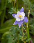 Deep Blue & White Columbine - 3" Live Plant - Perennial