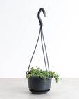 String of Pearls Plant - Hanging - 4" Live Plant