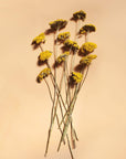 Dried Yellow Yarrow