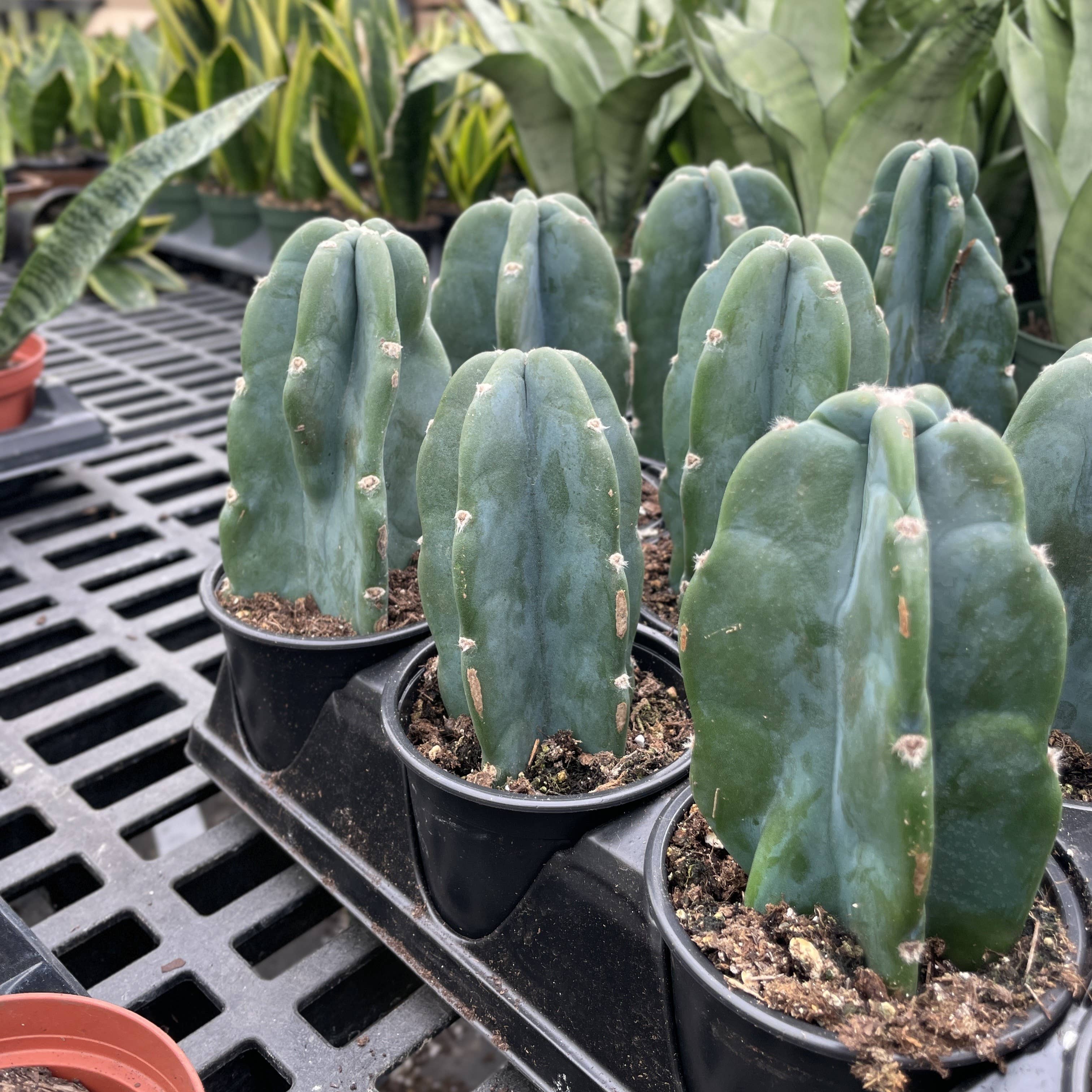 Cuddly Cactus - 4" Live Plant