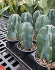 Cuddly Cactus - 4" Live Plant