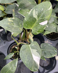 Philodendron White Princess - 6" Live Plant in Ceramic Planter