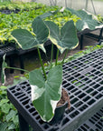 Alocasia Mickey Mouse - Live Plant