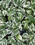 Pearls and Jade Pothos - Live Plant