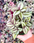Tradescantia Zebrina - Live Plant